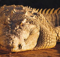 Koorana Crocodile Farm - Mackay Tourism