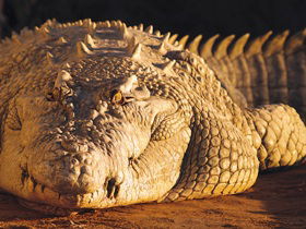 Koorana Crocodile Farm - Mackay Tourism 0
