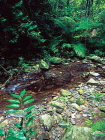 Wompoo Walk - Mackay Tourism 0
