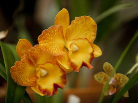 Queens Park - Orchid House - Mackay Tourism 0