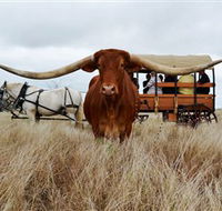 Texas Longhorn Wagon Tours and Safaris - Mackay Tourism