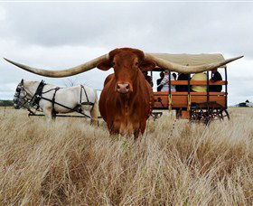 Texas Longhorn Wagon Tours And Safaris - Mackay Tourism 0