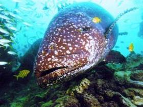 Lady Musgrave Island Dive Sites - Mackay Tourism 0