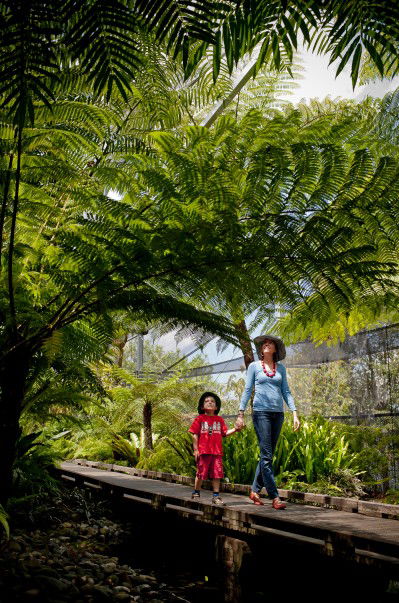 Brisbane Botanic Gardens Mount Coot-tha - Mackay Tourism 8