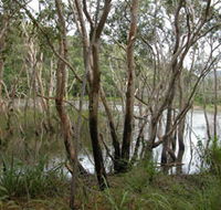 Mount Rooper Circuit and Swamp Bay Track - Mackay Tourism