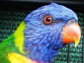 Fraser Coast Wildlife Sanctuary - Mackay Tourism 0