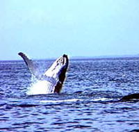 Whale Watching - Mackay Tourism