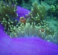 The Lady Bowen Dive Site - Mackay Tourism