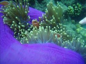 The Lady Bowen Dive Site - Mackay Tourism 0