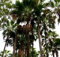 Palm Tree Creek - Mackay Tourism