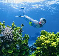 Wheeler Reef Dive Site - Mackay Tourism