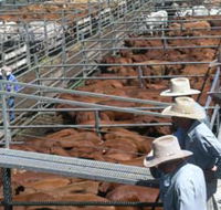 Dalrymple Sales Yards - Cattle Sales - Mackay Tourism