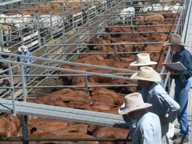 Dalrymple Sales Yards - Cattle Sales - Mackay Tourism 0