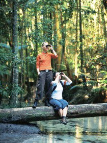 Birdwatching On The Fraser Coast - Mackay Tourism 0
