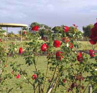 Elizabeth Park Rose Gardens - Mackay Tourism