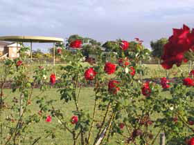 Elizabeth Park Rose Gardens - Mackay Tourism 0