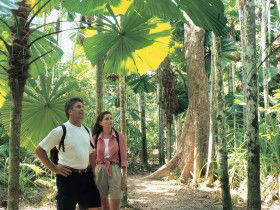 Licuala State Forest - Mackay Tourism 0