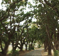 Mango Avenue - Mackay Tourism