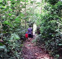 Malanda Falls Rainforest Walk Malanda Falls Conservation Park - Mackay Tourism