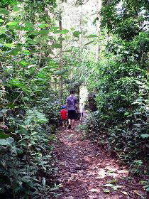 Malanda Falls Rainforest Walk, Malanda Falls Conservation Park - Mackay Tourism 0