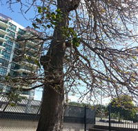The Leichhardt Tree - Mackay Tourism