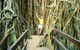 Curtain Fig Tree - thumb 0