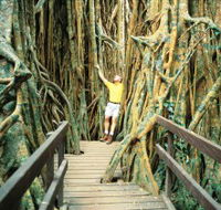 Curtain Fig Tree - Mackay Tourism