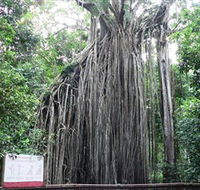 Curtain Fig National Park - Mackay Tourism