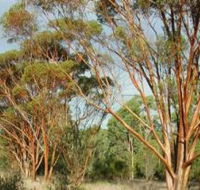 Myall Park Botanic Garden - Mackay Tourism