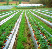 Kookaberry Strawberry Farm - Mackay Tourism