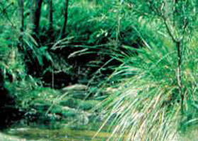 Fern Hill VIC Mackay Tourism