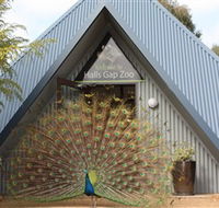Halls Gap Zoo - Mackay Tourism