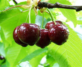 Red Hill Cherry Farm - Mackay Tourism 0