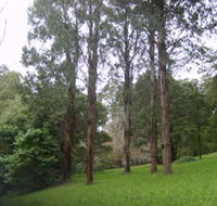 Mount Dandenong Arboretum - Mackay Tourism