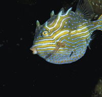 Mushroom Reef Marine Sanctuary - Mackay Tourism
