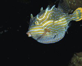 Mushroom Reef Marine Sanctuary - Mackay Tourism 0