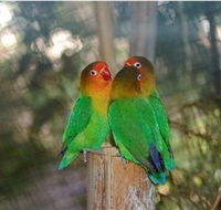 Ballarat Bird World - Mackay Tourism