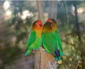 Ballarat Bird World - Mackay Tourism 0