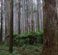 Kinglake National Park - Mackay Tourism