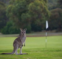 Anglesea Golf Club - Mackay Tourism