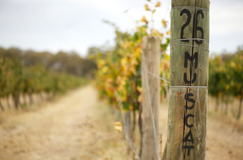 Stanton And Killeen Wines - Mackay Tourism 0