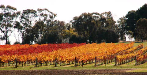 Stanton And Killeen Wines - Mackay Tourism 2