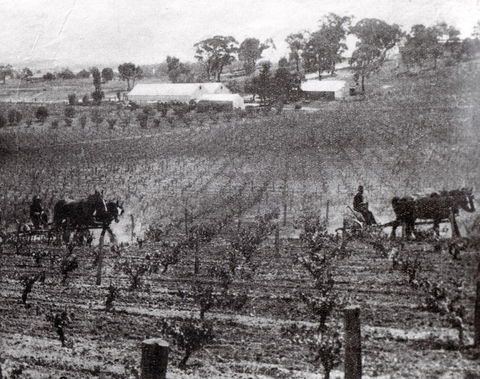 Stanton And Killeen Wines - Mackay Tourism 10
