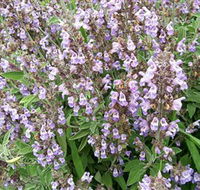Otway Herbs - Mackay Tourism