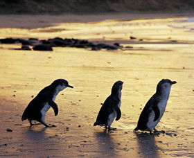 Phillip Island Nature Park - Mackay Tourism 0