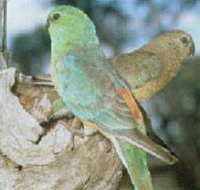 Lake Albacutya Regional Park - Mackay Tourism