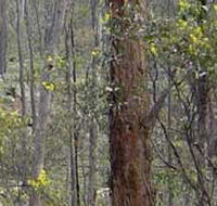 Heathcote-Graytown National Park - Mackay Tourism