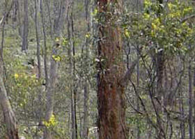 Heathcote-Graytown National Park - Mackay Tourism 0