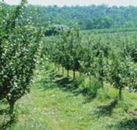 Pettys Orchard - Mackay Tourism