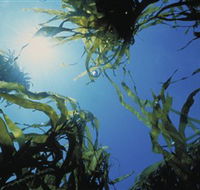 Marengo Reefs Marine Sanctuary - Mackay Tourism